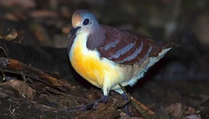 lemon dove