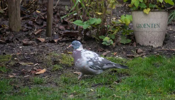 molting causes feather loss