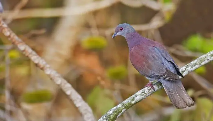 pale-vented pigeon
