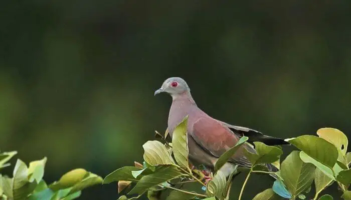 pale vented pigeon appearance
