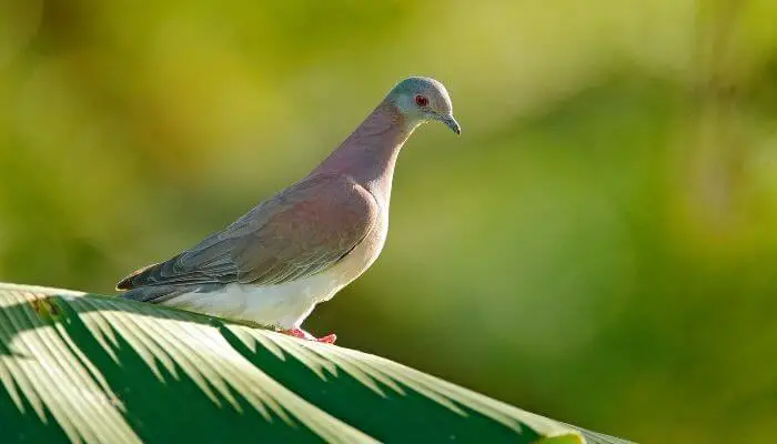 pale vented pigeon breed guide