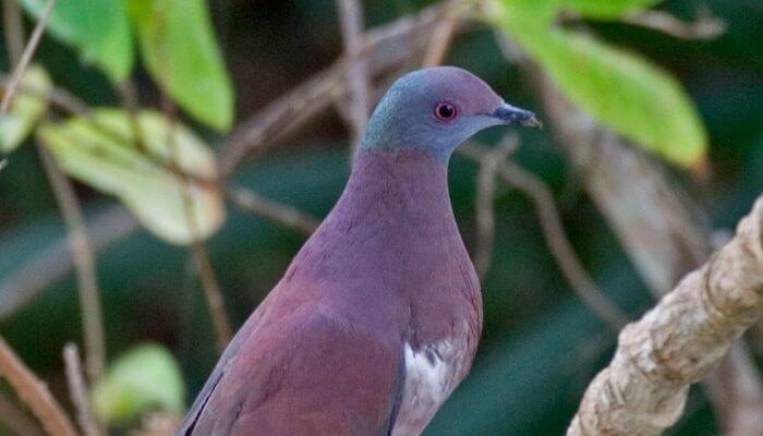 pale vented pigeon close up