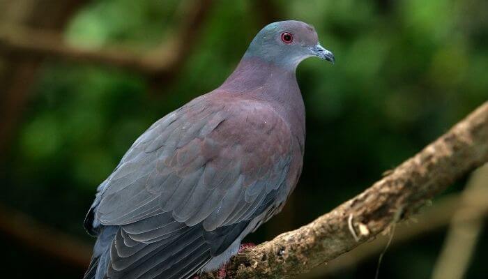 pale vented pigeon