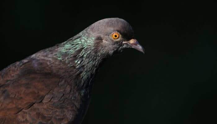 pigeon in dark