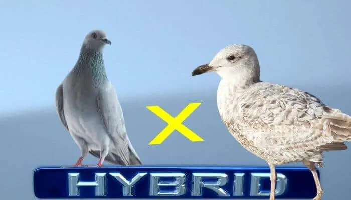 pigeon seagull hybrid