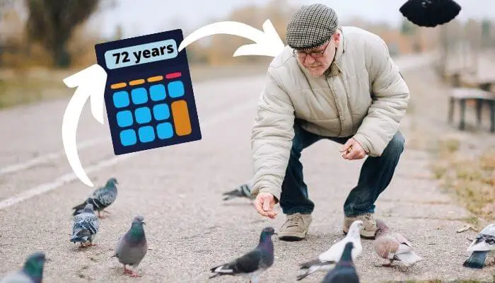 pigeon years to human years calculator