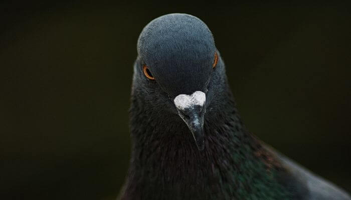 pigeons night vision