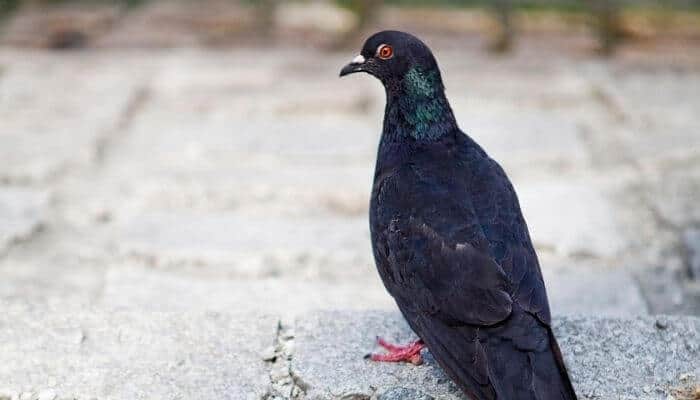 possibly a black imperial pigeon...possibly just a dirty normal pigeon