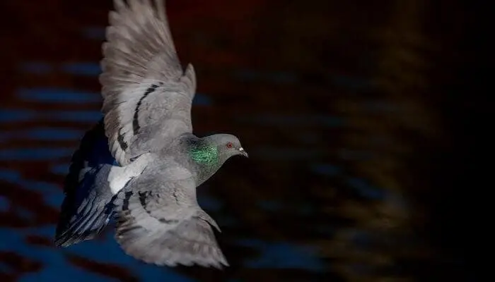 racing pigeon flying in dark