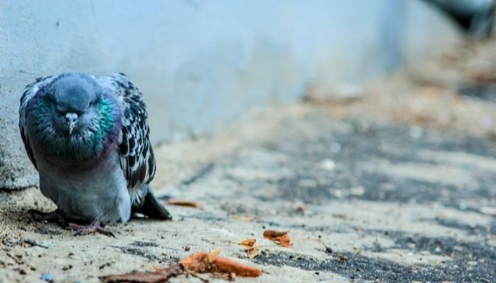 signs a pigeon is dying