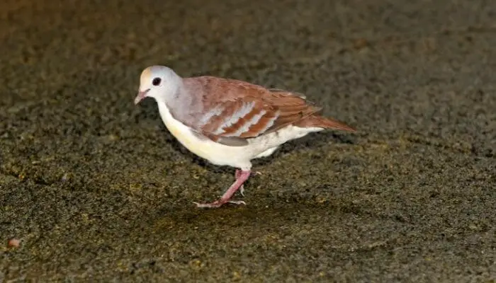 small lemon dove