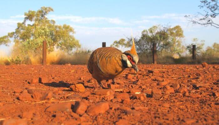 spinifex diet