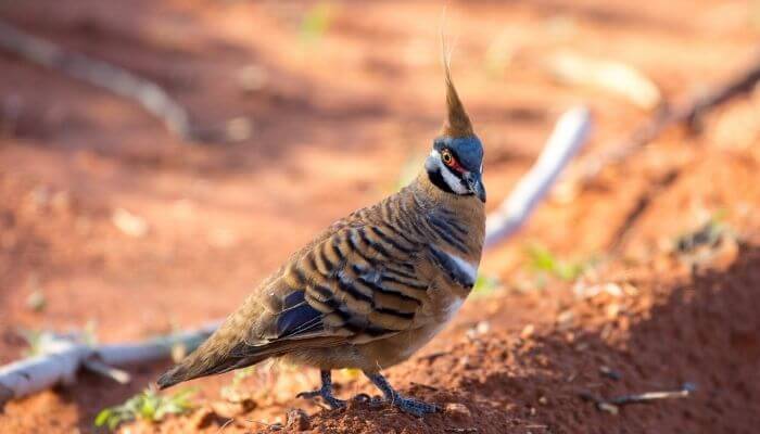 spinifex pigeon appearance and size