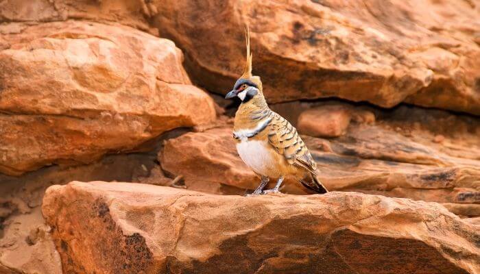 spinifex pigeon