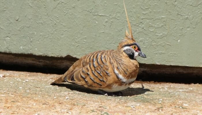 spinifex pigeons are quite common
