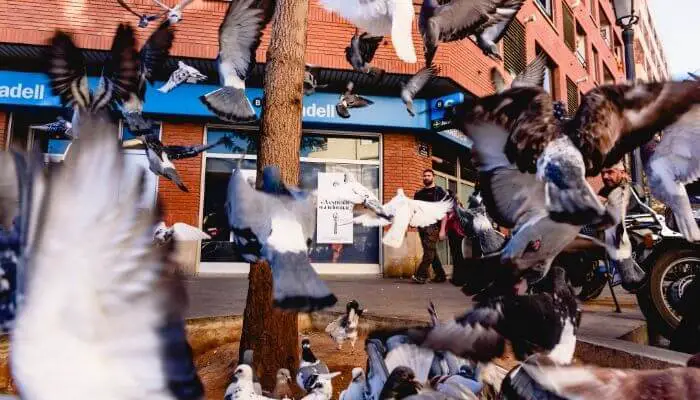 stress can cause pigeons to lose feathers