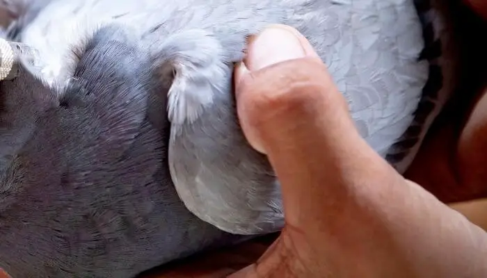 take your pigeon to the vet for feather rot treatment