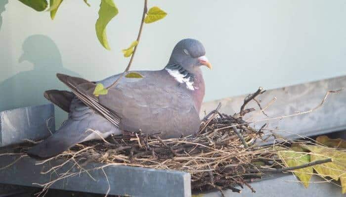 wood pigeon nest