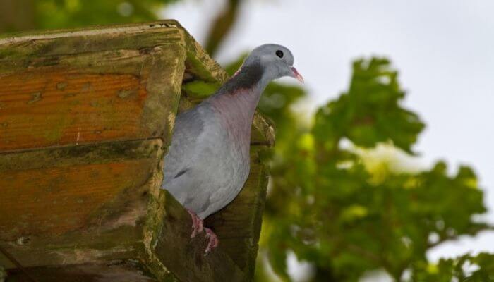 wood pigeon nesting box