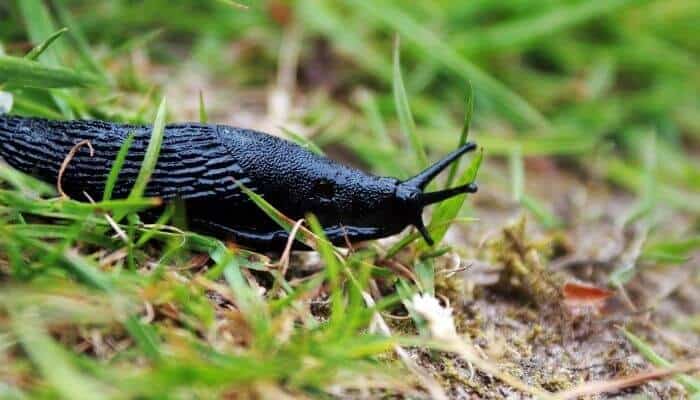 a black slug
