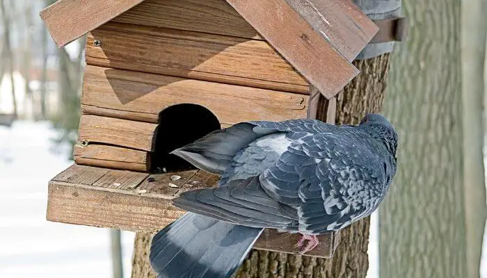 anti pigeon bird feeder