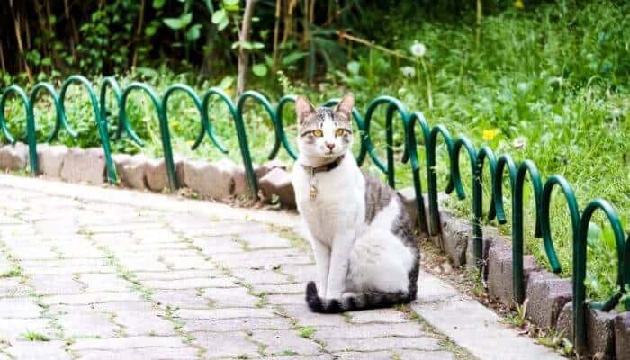 cat with a bell