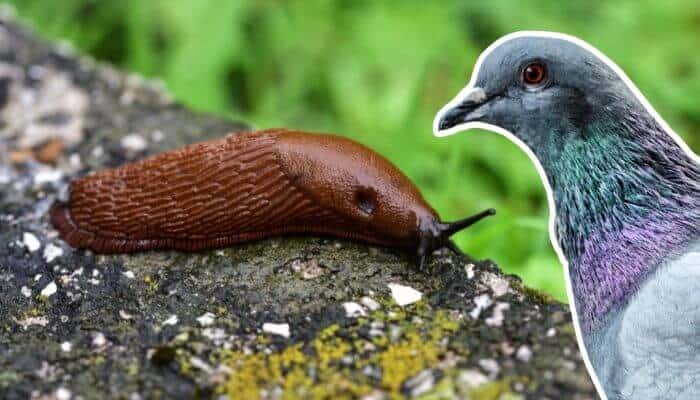 do pigeons eat slugs