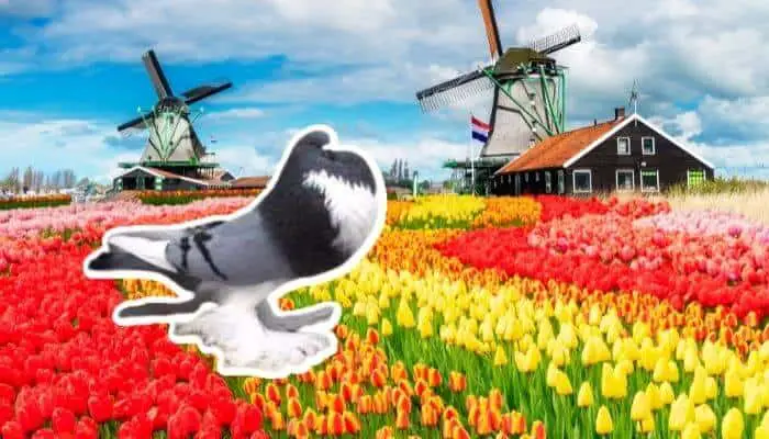 Dutch Cropper Pigeon: Breed Guide