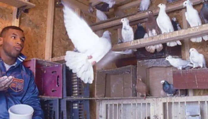 mike tyson pigeons