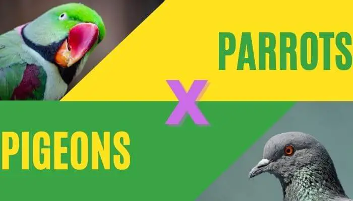 parrot pigeon hybrid