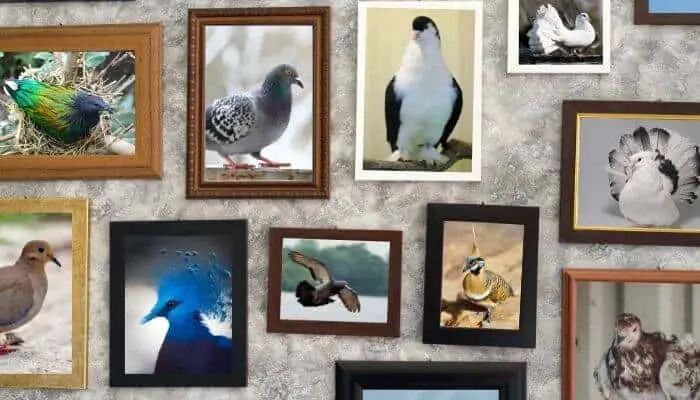 Pictures Of Pigeons and Doves: 26 Different Breeds