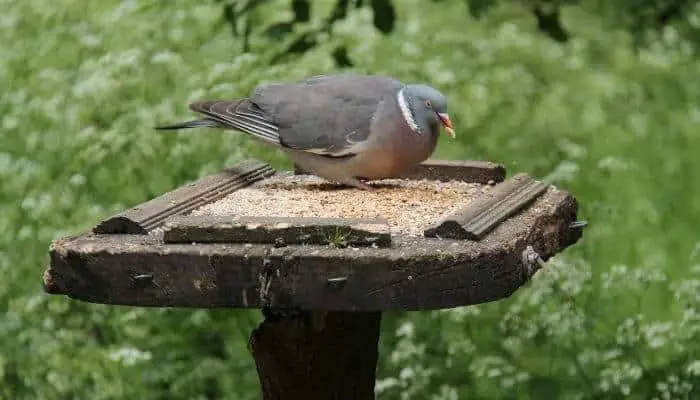 pigeon on bird table