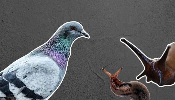 pigeon with two slugs