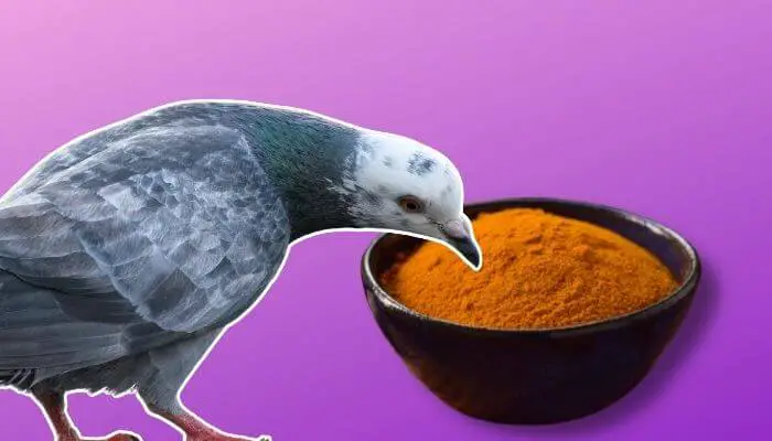 tumeric for pigeons