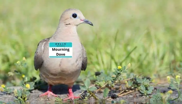 why is a mourning dove called a mourning dove