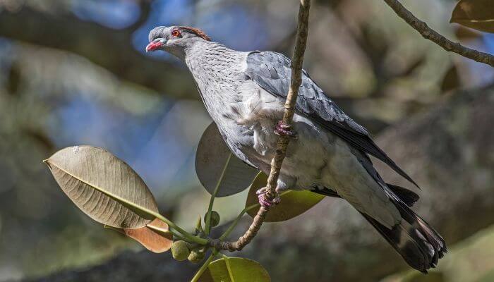 a topknot pigeon