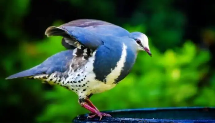 a wonga pigeon