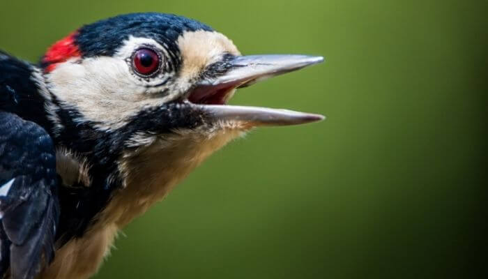 a woodpecker