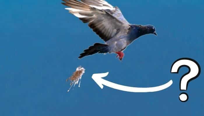 can pigeons poop while flying