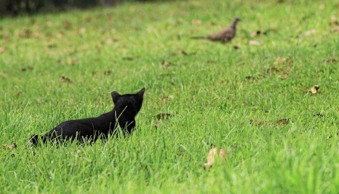 cat hunting dove