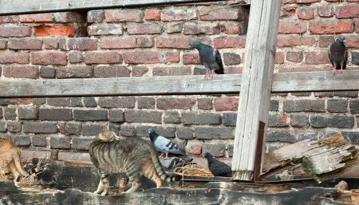 cat looking at pigeons