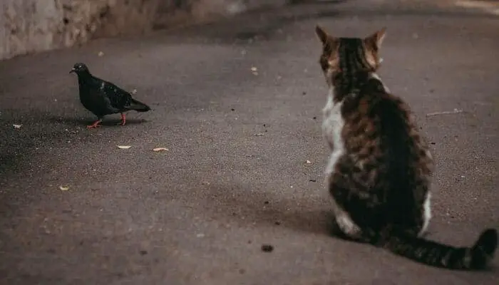 cat & pigeon