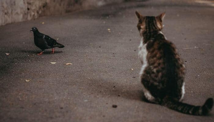 cat & pigeon