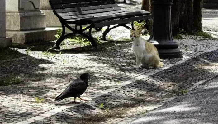 cat sitting near pigeon