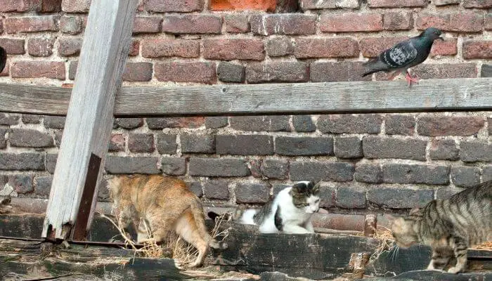 cats and pigeons together