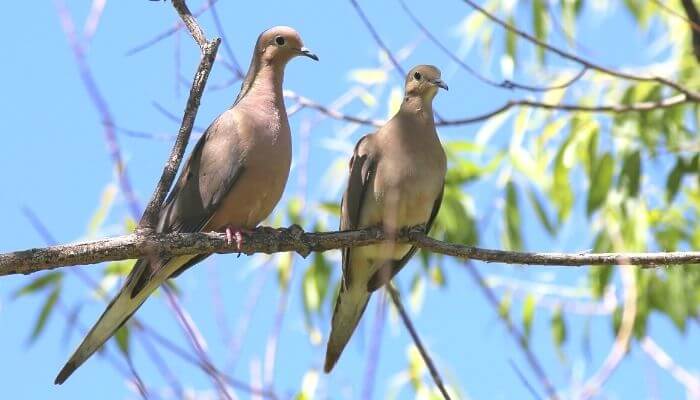 do mourning doves mate for life