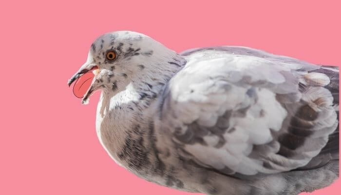 do pigeons have tongues