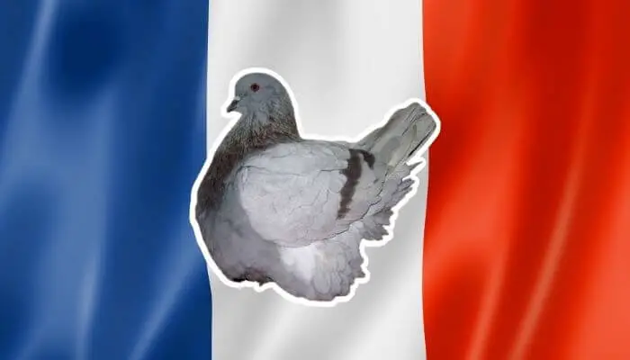 french mondain pigeon