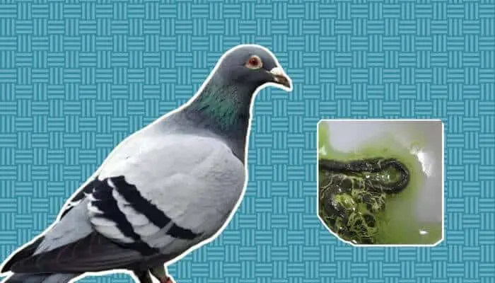 green pigeon poop