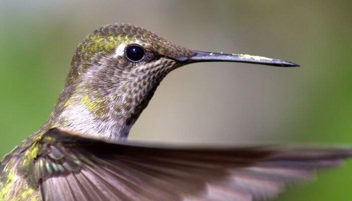 a hummingbird